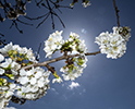 Orchard Blossom 102